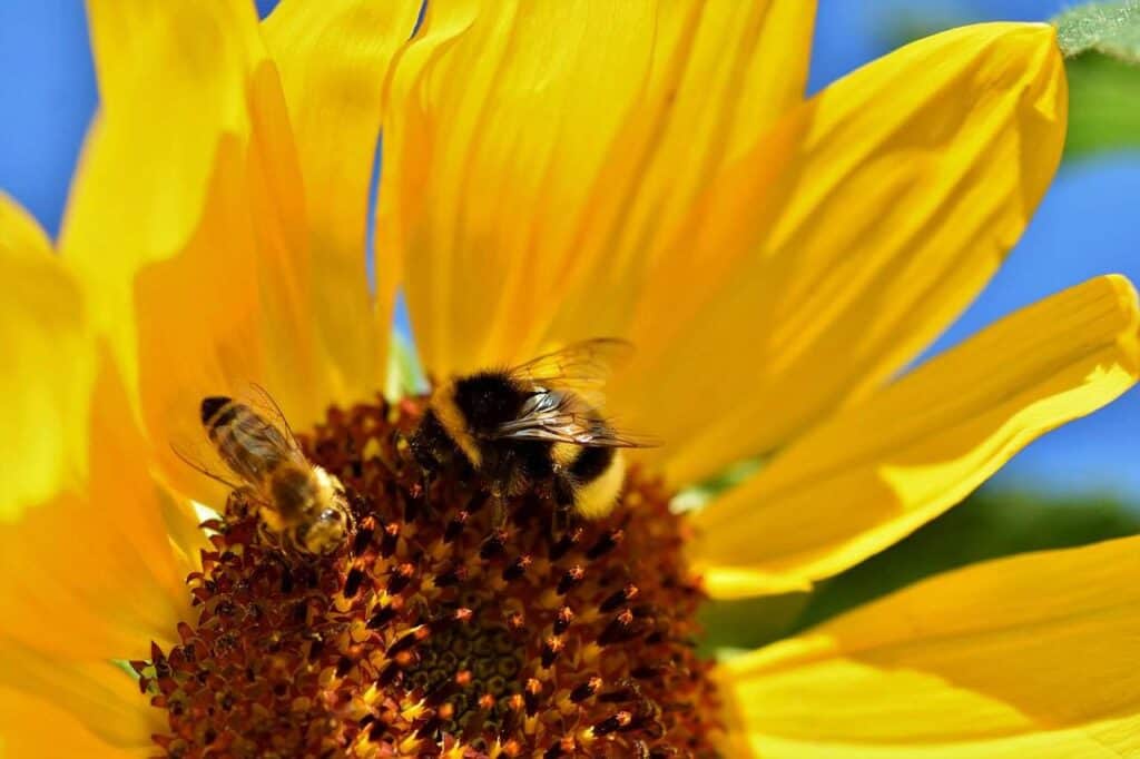 Bee Vectoring Technologies (BVT)